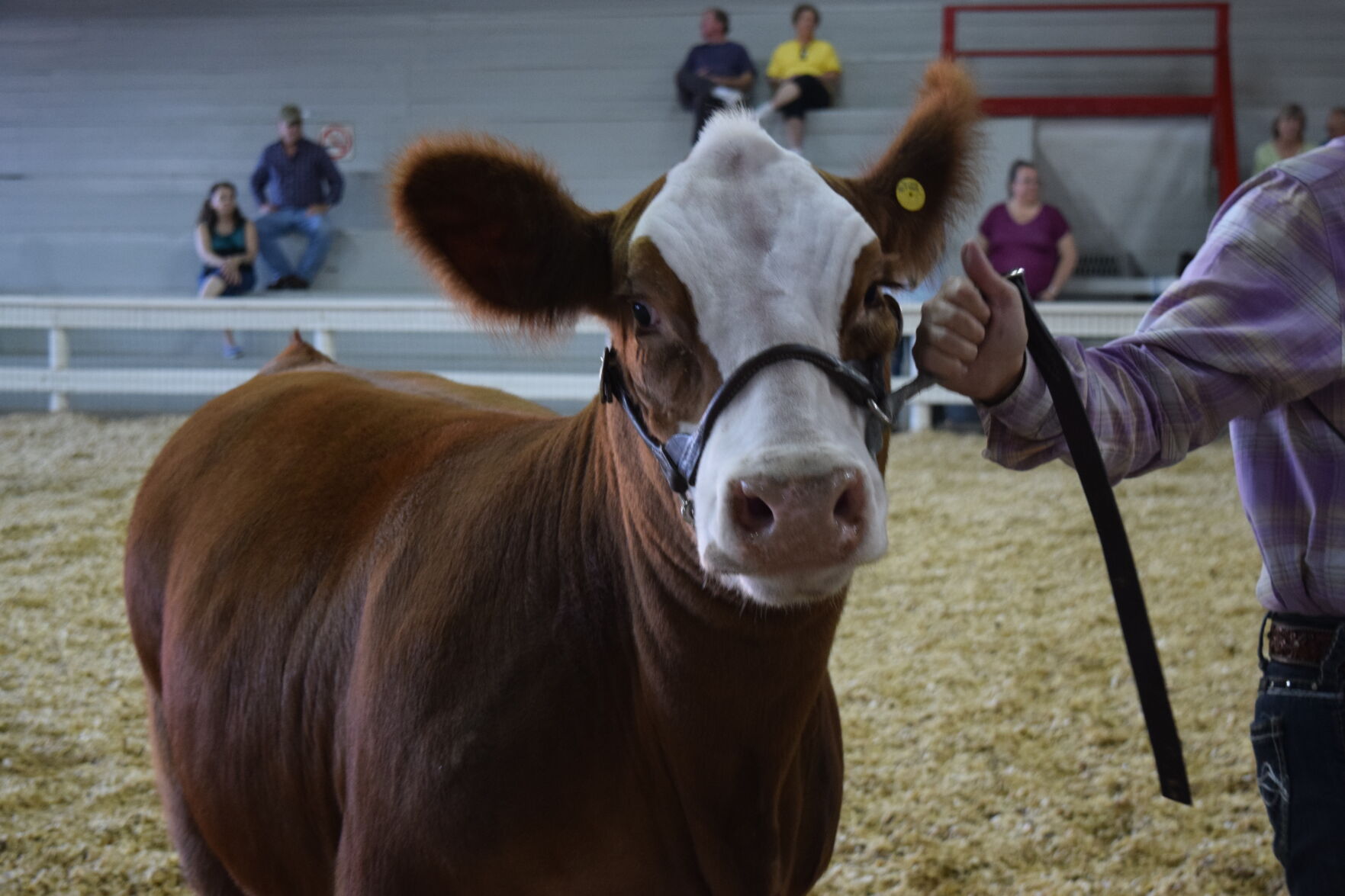 See the animals at the 139th Carolina Classic Fair.JPG